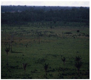 牧場拡大で原生林破壊 (ブラジル/パラ州で 撮影*HUTAN Group西岡/1989年)
