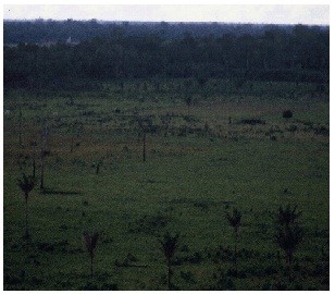 牧場拡大で原生林破壊　(ブラジル/パラ州で　撮影＊HUTAN Group西岡/1989年)