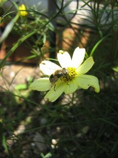 Local Raw Honey