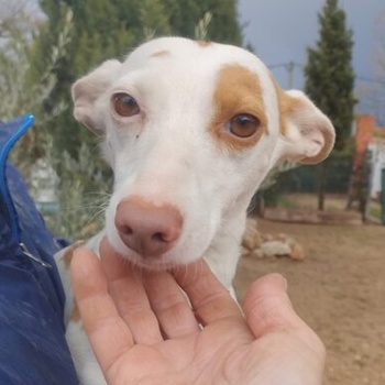 Paloma6 reserviert