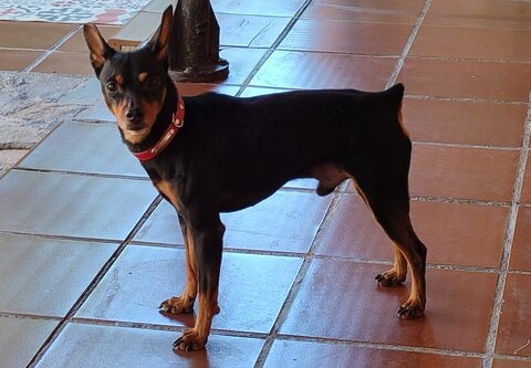 Toby13