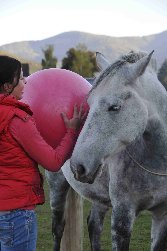 TrickyHorse Natural Horsemanship Unterricht