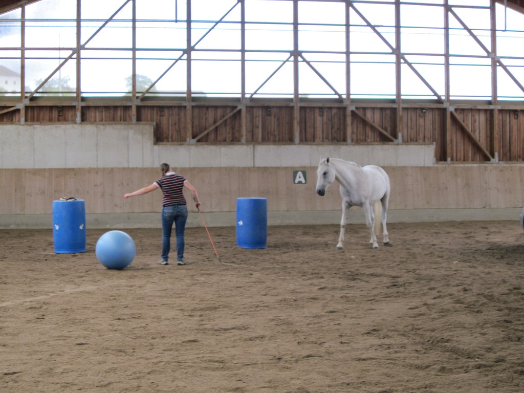 Natural Horsemanship Trainer