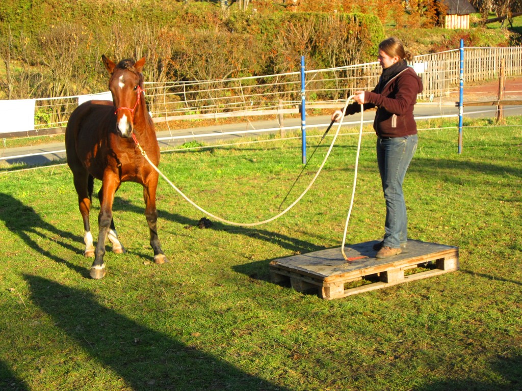 Horsemanship Österreich