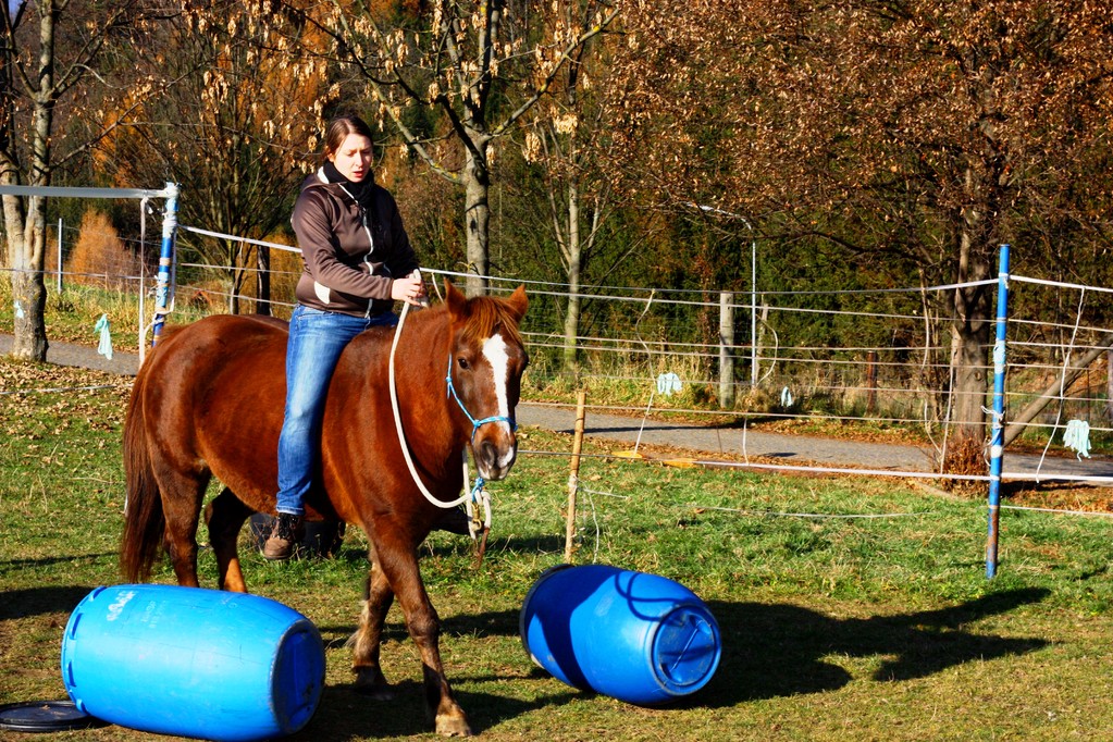 Natural Horsemanship Trainer