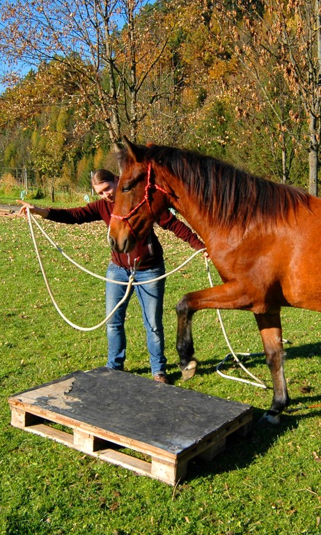 Natural Horsemanship Kurse