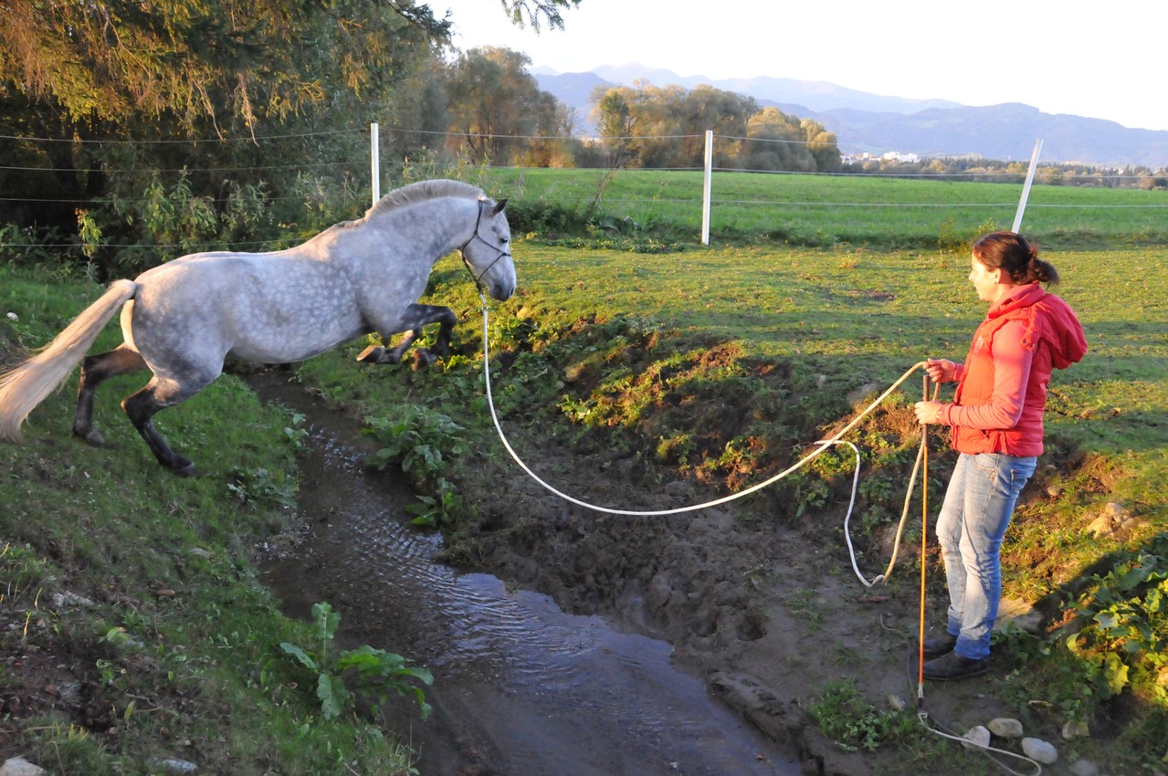 TrickyHorse Wassertraining