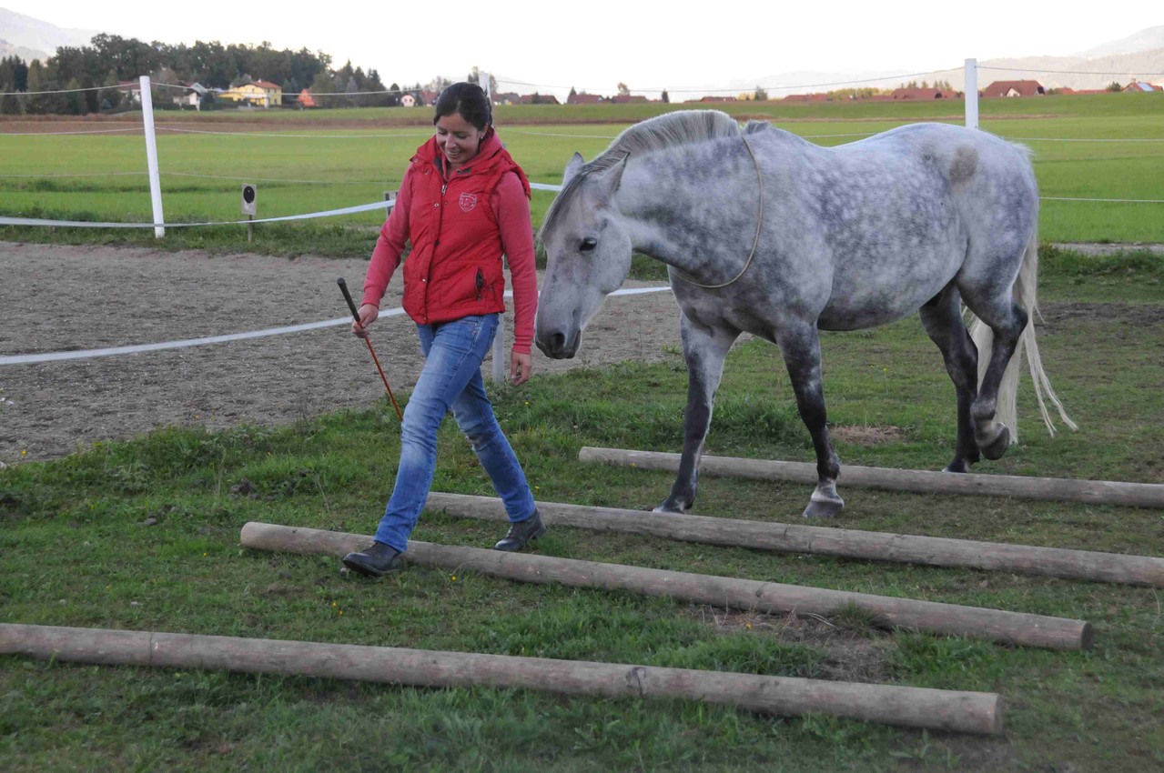 TrickyHorse Natural Horsemanship Training