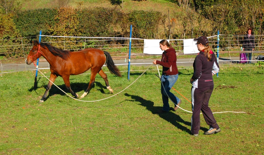 Horsemanship Kurs