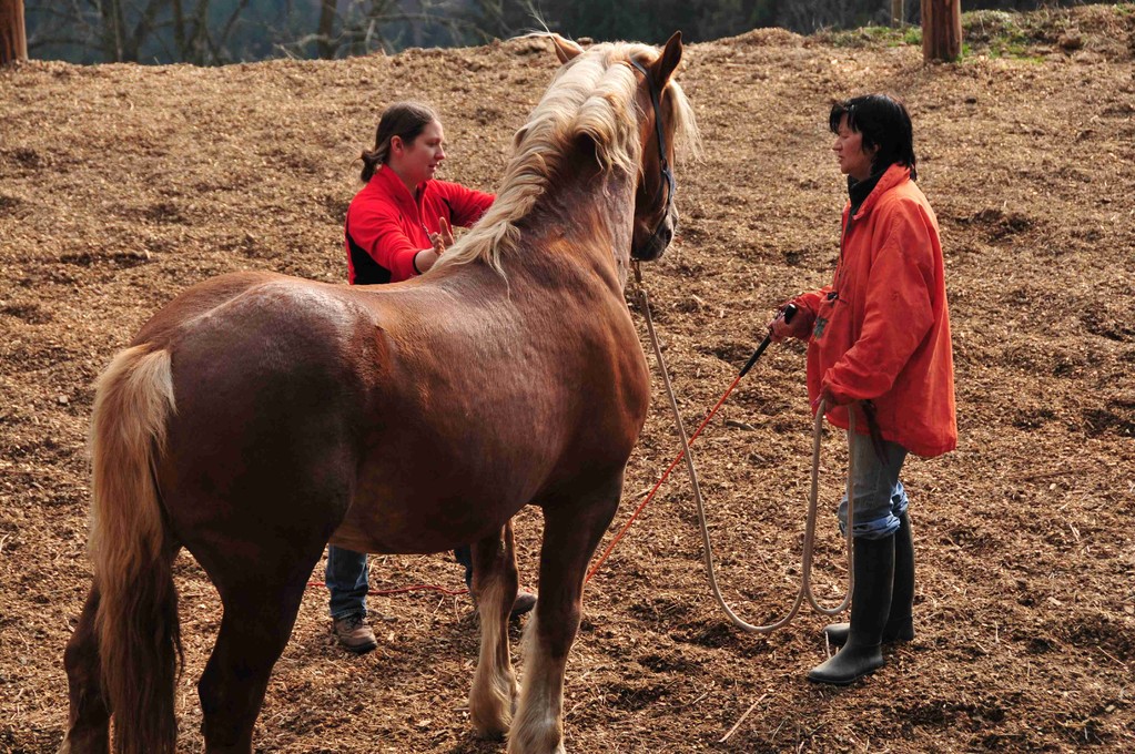 Natural Horsemanship Österreich