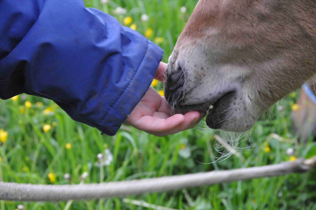 Horsemanship mit Fohlen