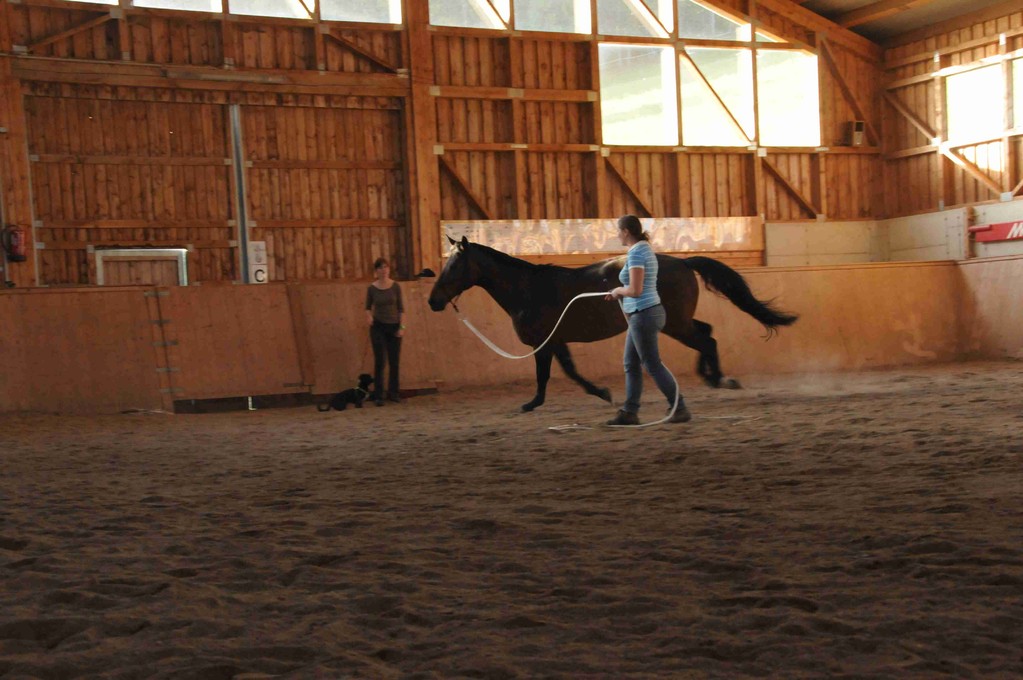 Natural Horsemanship Österreich