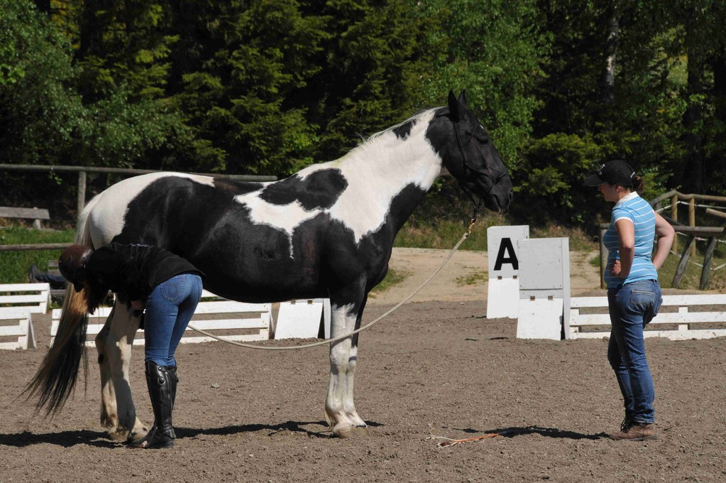 TrickyHorse Natural Horsemanship