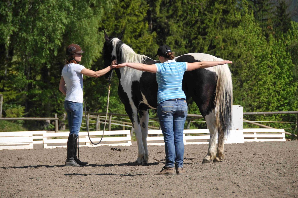 Natural Horsemanship