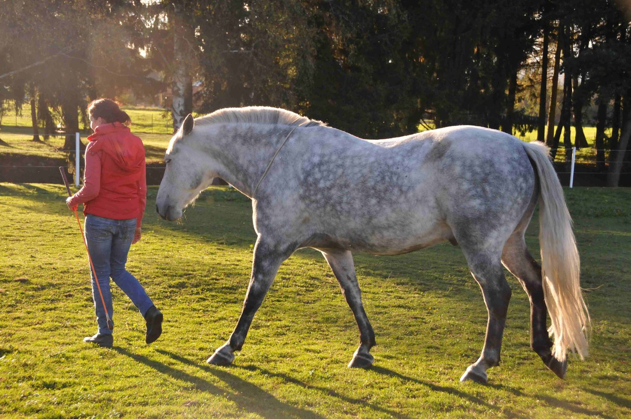 TrickyHorse Natural Horsemanship