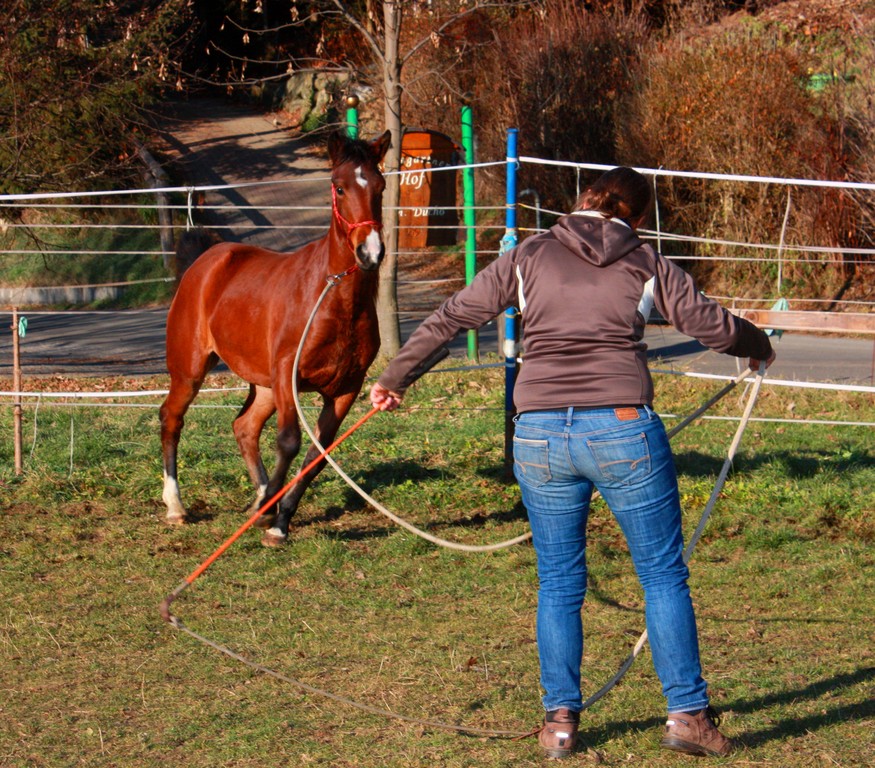 Natural Horsemanship Trainer