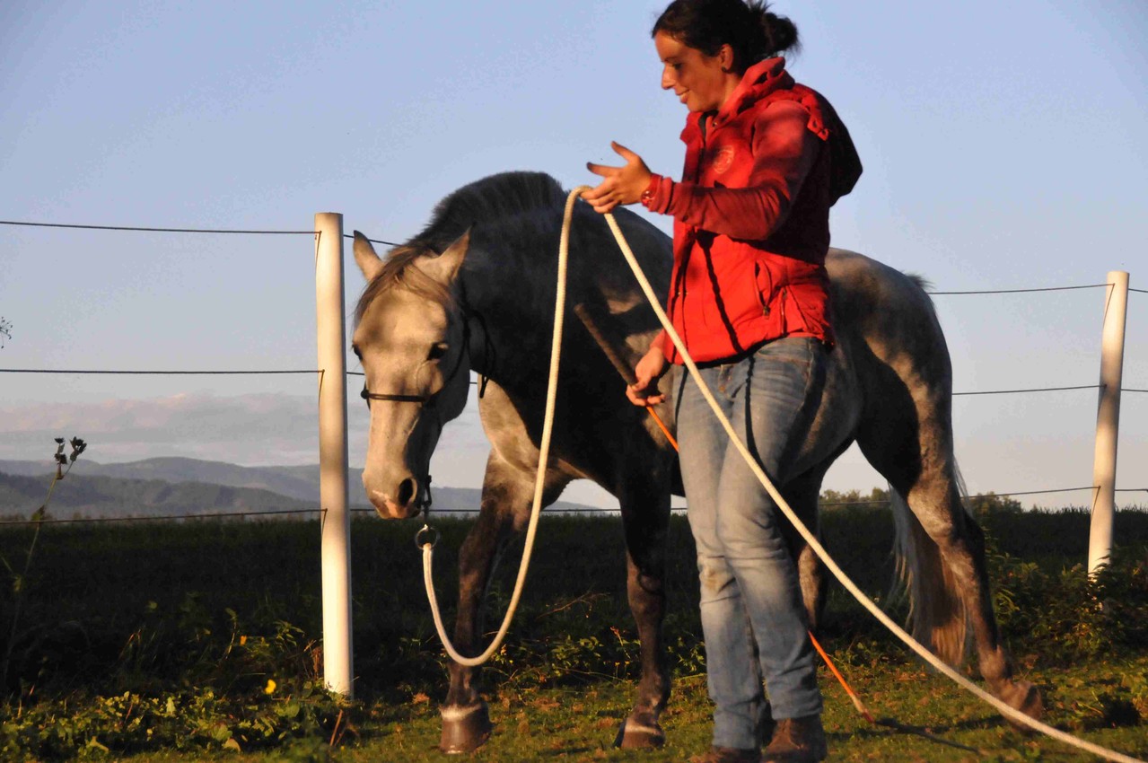 TrickyHorse Natural Horsemanship - Unterricht