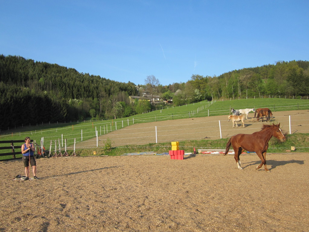 Natural Horsemanship Steiermark