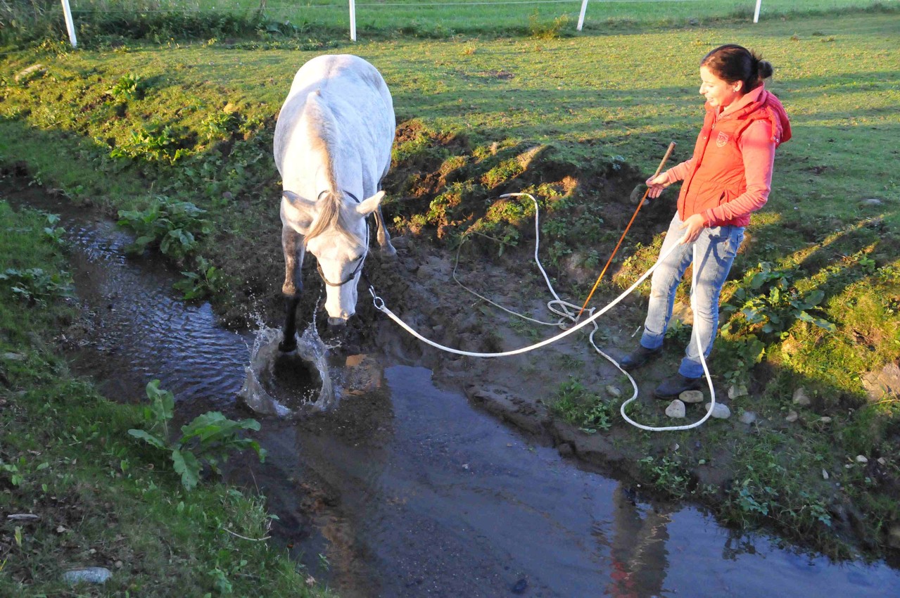 TrickyHorse Natural Horsemanship - Wassertraining