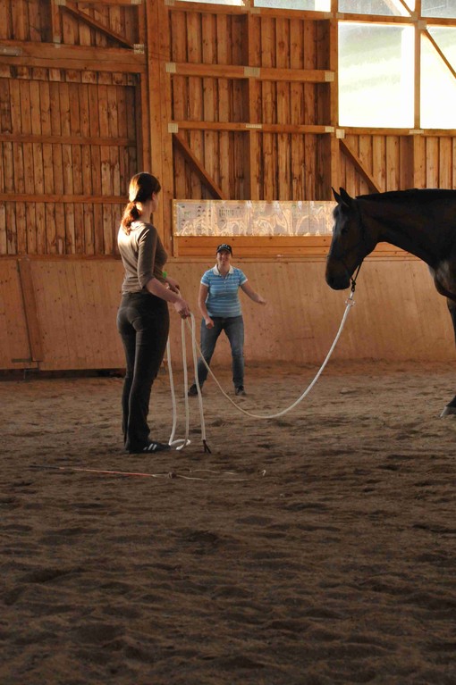 TrickyHorse Natural Horsemanship