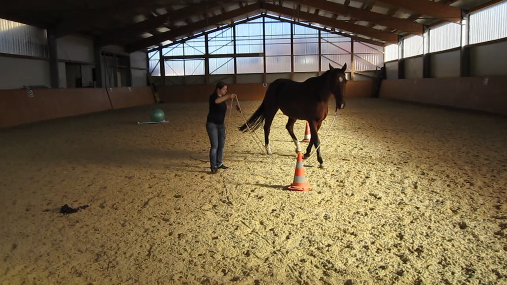 Natural Horsemanship Trainer