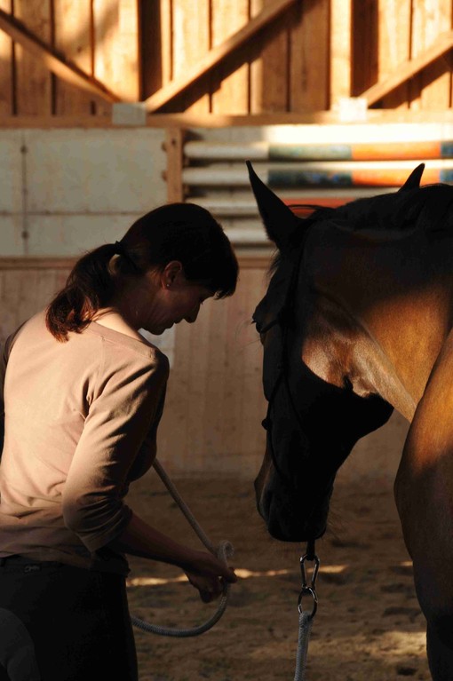 TrickyHorse Natural Horsemanship