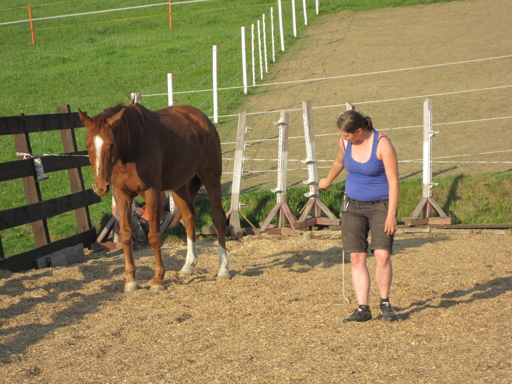 Natural Horsemanship Kurse