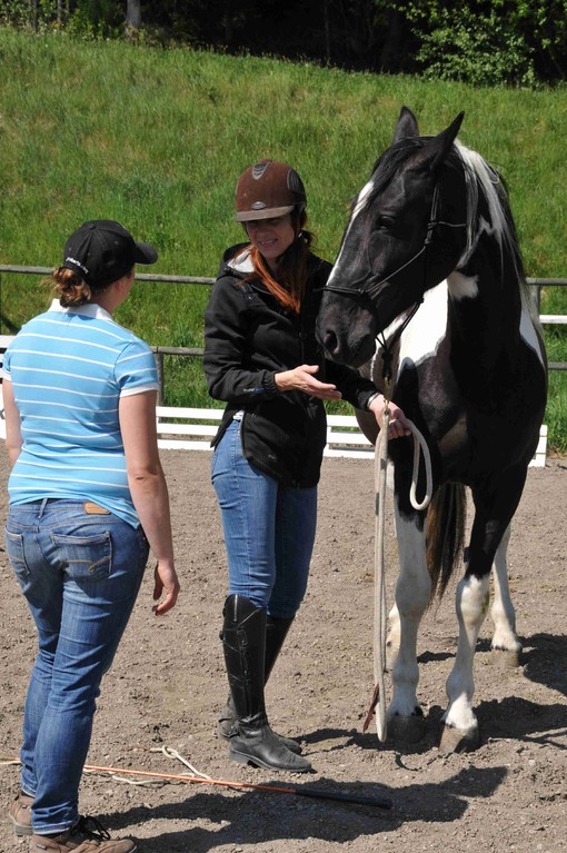 TrickyHorse Natural Horsemanship - Privattraining