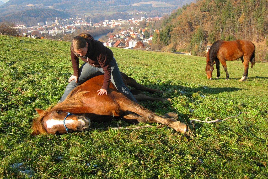 Natural Horsemanship Trainer