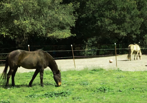 Your horse is turned out to one of our many small pastures 5 hours and day, 7 days a week, Weather permitting of course.