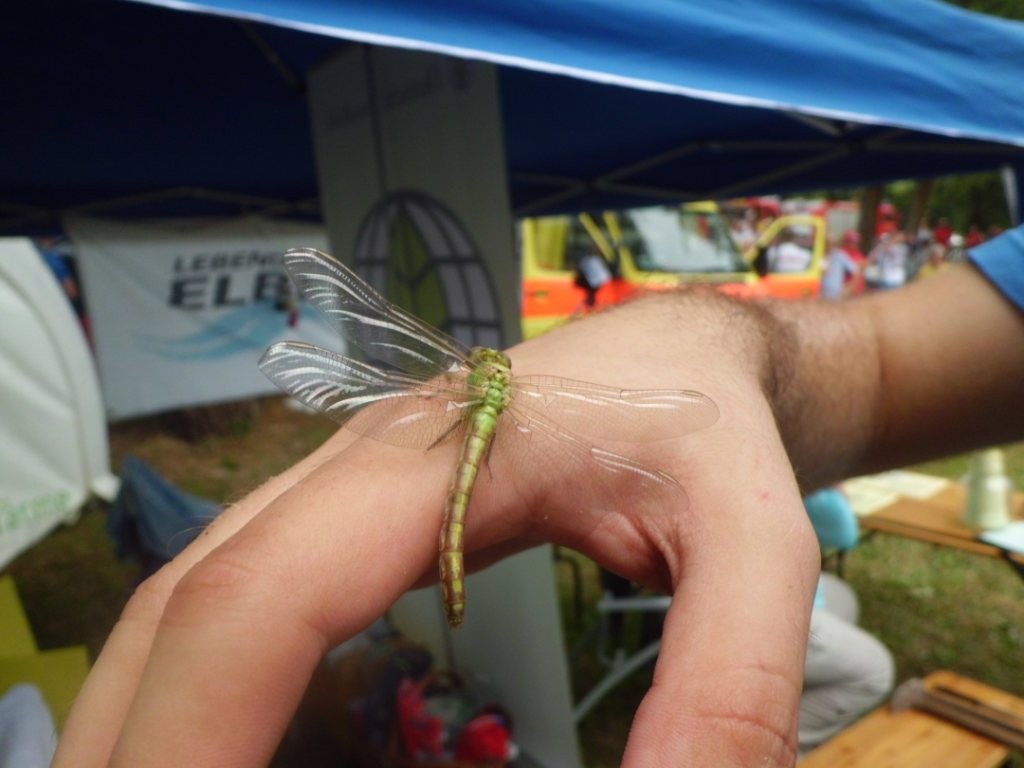Eine frischgeschlüpfte Edellibelle (Großlibelle) wurde gefunden...