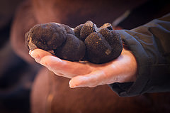 truffe, Dordogne, Périgord, gîte