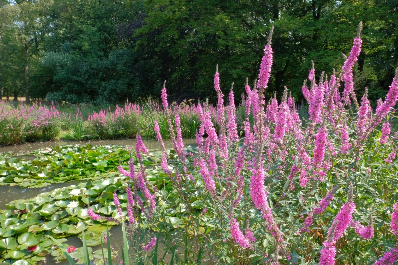 Botanischer Garten Hof - die Zweite - Ein Baumann auf Reisen