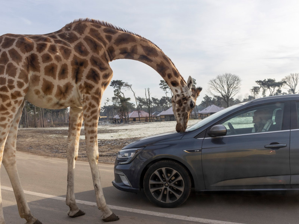 Beekse Bergen safari auto