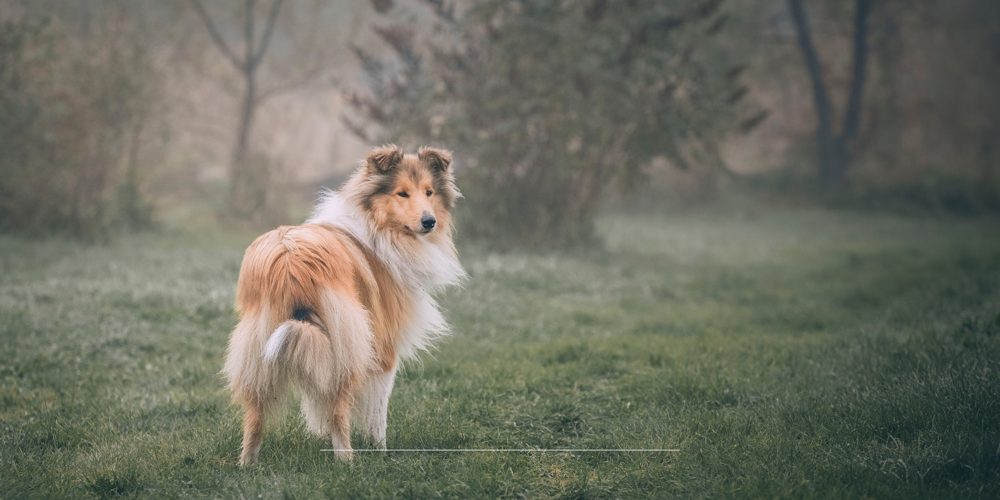 DierenPark Amersfoort honden
