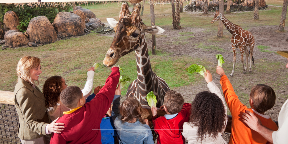 Meebieden op dierentuin tickets