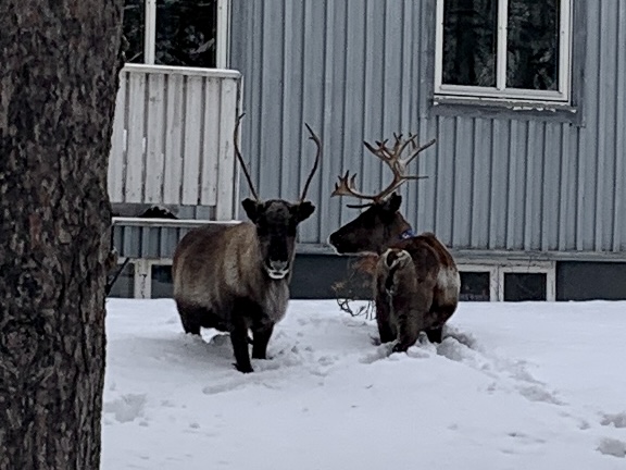 zwei Rentiere mitten in Jokkmokk 