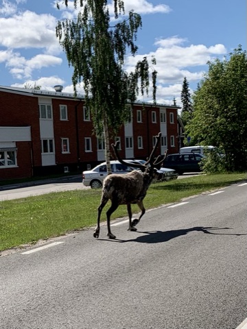 Yokkmokk