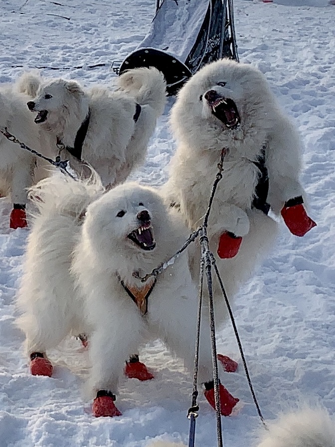 Nanuk und Buck