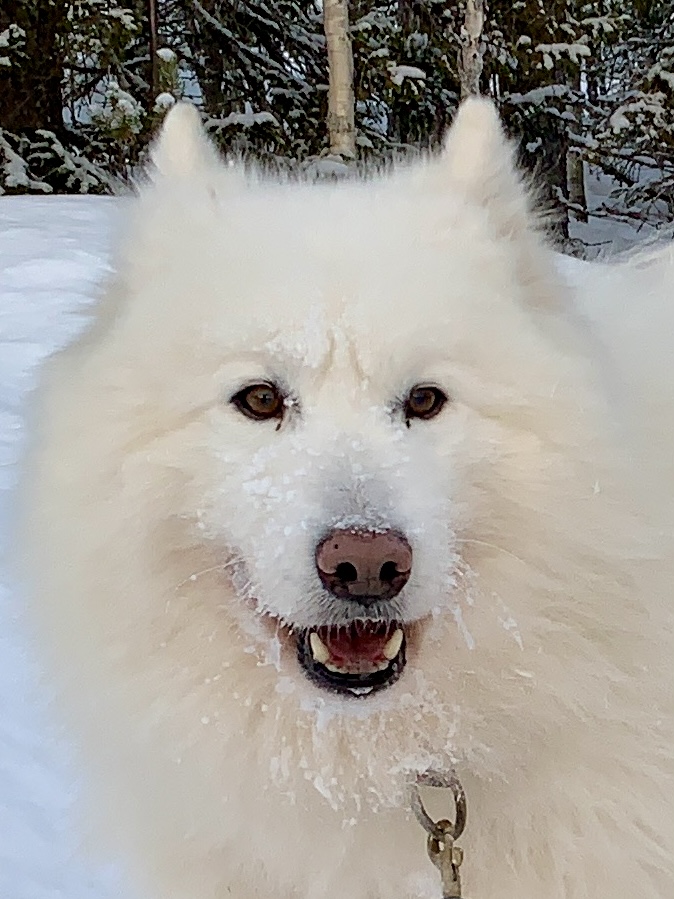 Nanuk