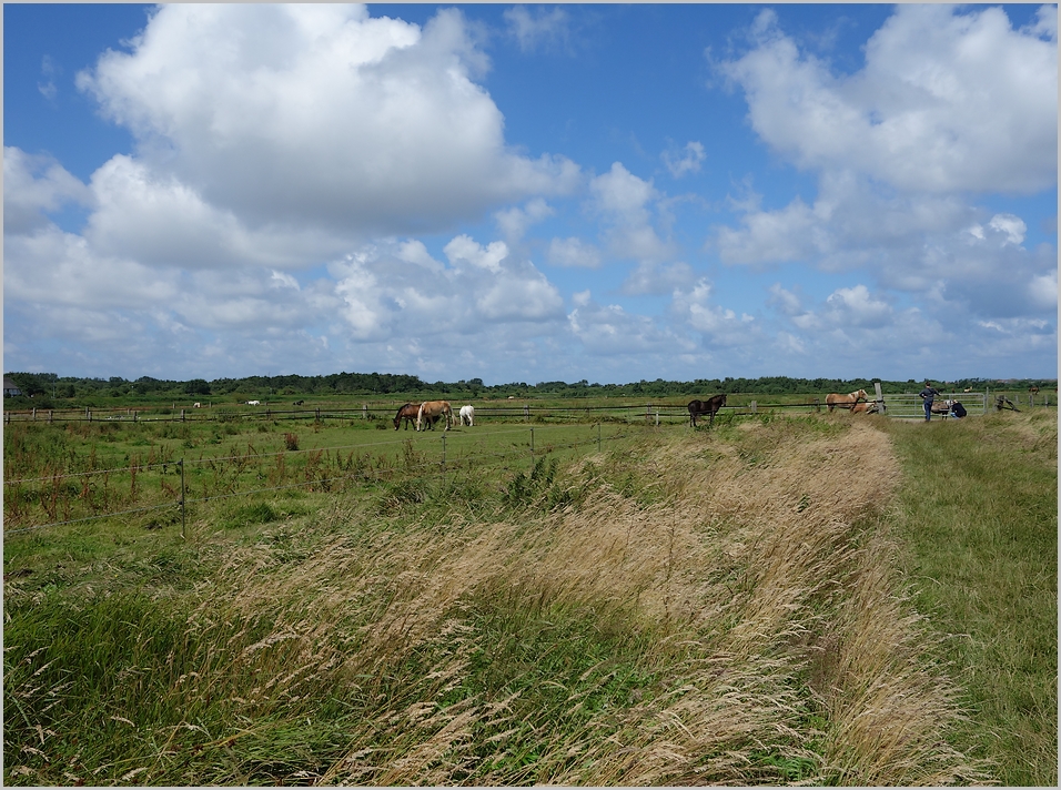 die grüne Insel Langeoog 