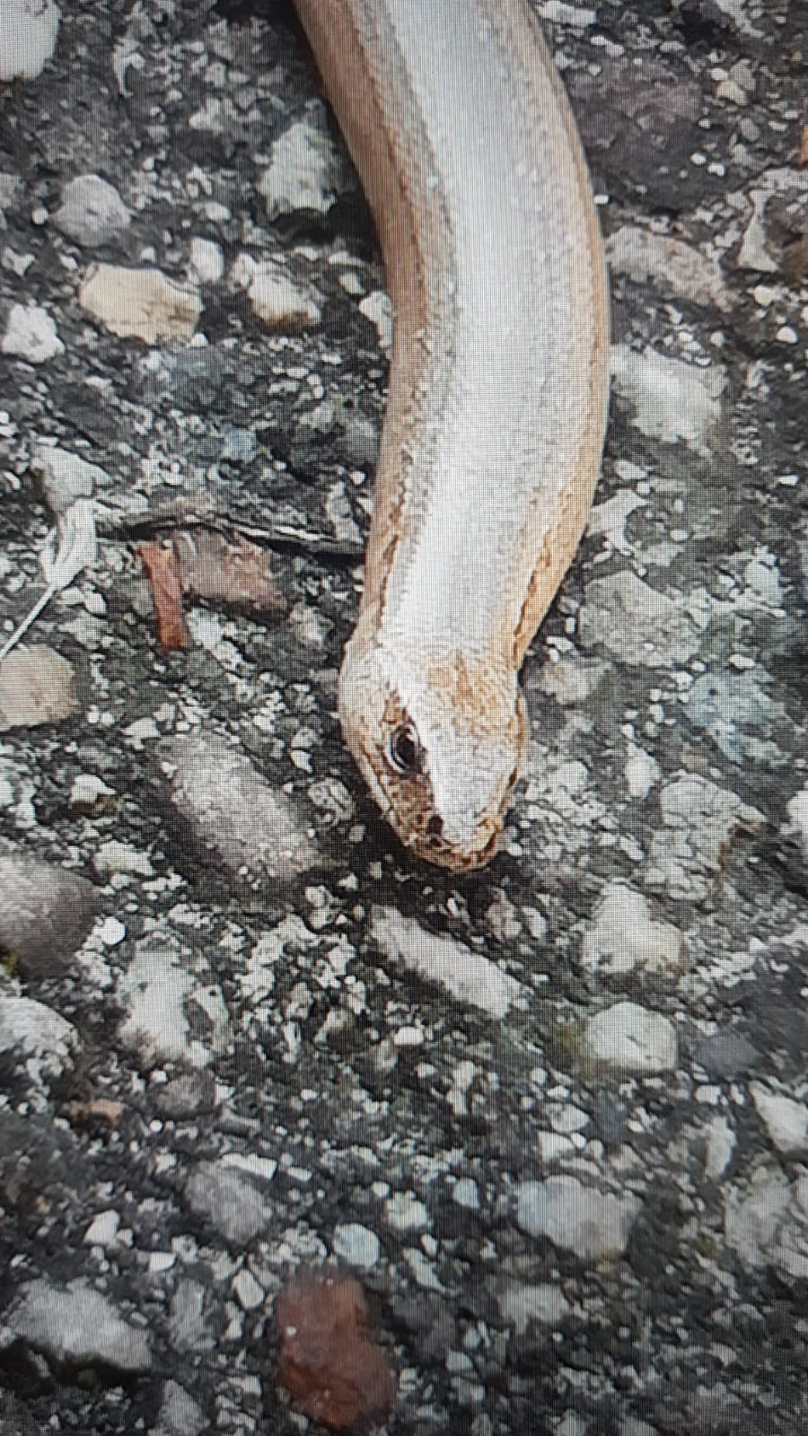 Blindschleiche