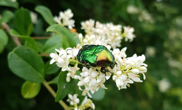 Rosenkäfer
