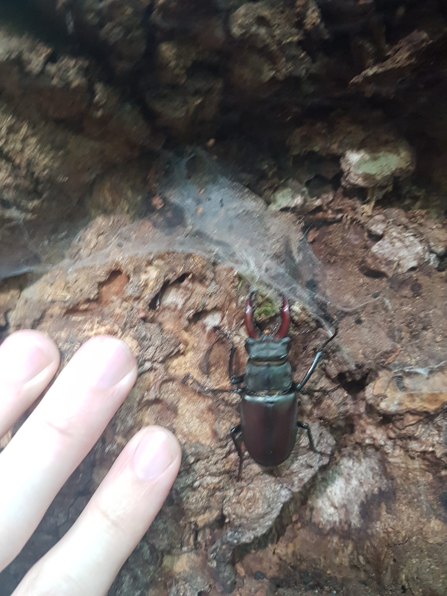 Hirschkäfer während einer Artenhof-Exkursion