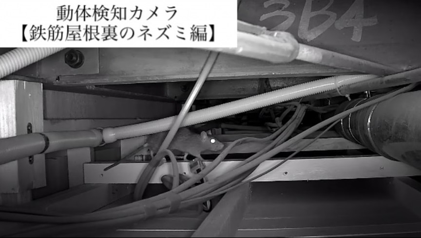 【大阪市｜屋根裏ネズミ対策】