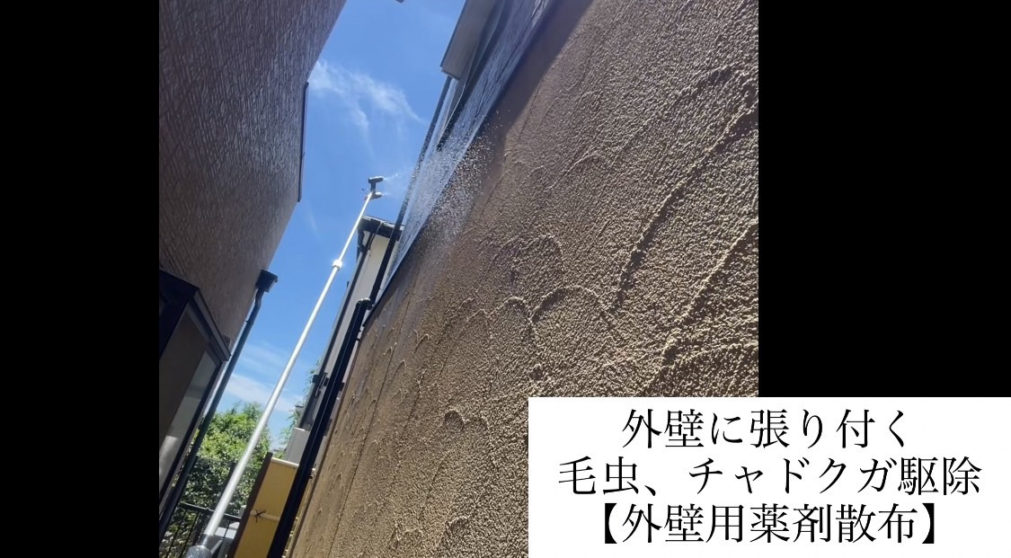 【西宮市｜戸建て外壁の毛虫・チャドクガ対策】