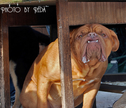 Funny dogue deals de bordeaux