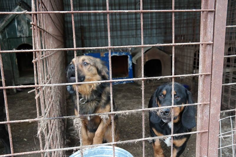 Spendenlieferungen/Besuch 2019 Aktiv für Hunde in Not