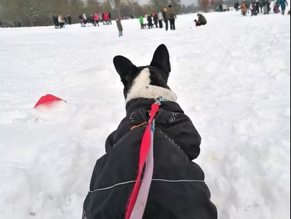 "Bark Date" am Kiessee Göttingen- wir waren dabei!