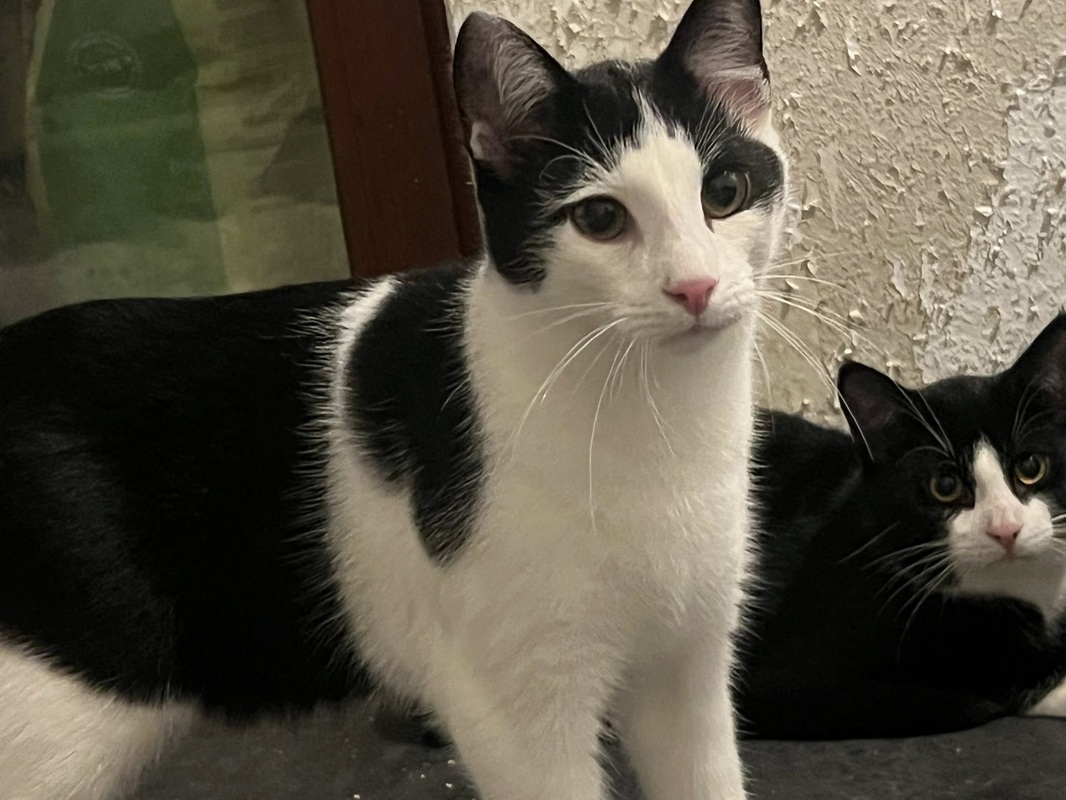 Katzenschulung